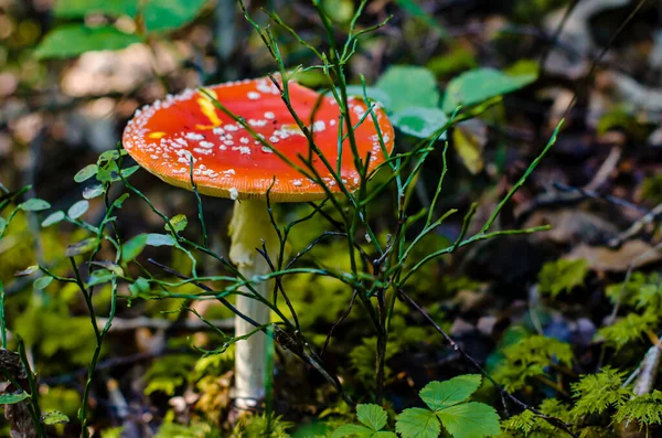 Amanita Muscaria Commonly Known Fly Agaric Fly Amanita Poisonous Mushroom — Stock Photo, Image