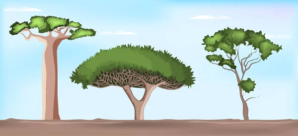 Conjunto Vetorial Árvores Africanas Baobá Guarda Chuva Espinho Acácia Árvores —  Vetores de Stock