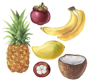 Suluboya tropikal meyve ve Hindistan cevizi ayarlayın. Ananas, Hindistan cevizi, muz, mangosten, mango. El Beyaz arka plan üzerinde izole tropikal meyve boyalı. Tasarım veya arka plan için. Gıda illüstrasyon.