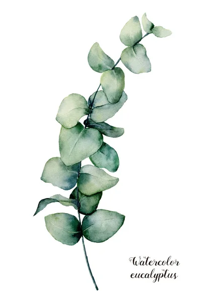 Akvarell baby blue eukaliptusz ág. Kézzel festett, virág illusztráció elszigetelt fehér background. Botanikus nyomtatási a design, a háttér vagy a kártya. — Stock Fotó