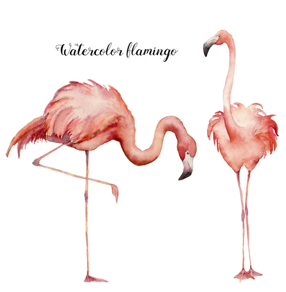 Conjunto de flamingo aquarela dois. Pintados à mão pássaros exóticos brilhantes isolados no fundo branco. Ilustração de vida selvagem para design, impressão, tecido ou fundo . — Fotografia de Stock