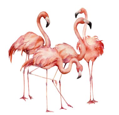 Suluboya flamingo grup kümesi. El Beyaz arka plan üzerinde izole parlak egzotik kuşlar boyalı. Yaban hayatı Gösterim amacıyla tasarım, baskı, kumaş veya arka plan.