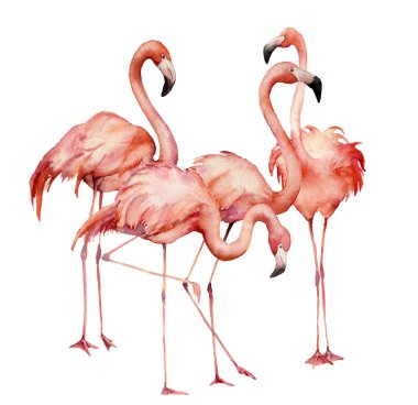 Watercolor flamingo group set. Hand painted bright exotic birds isolated on white background. Wild life illustration for design, print, fabric or background. clipart
