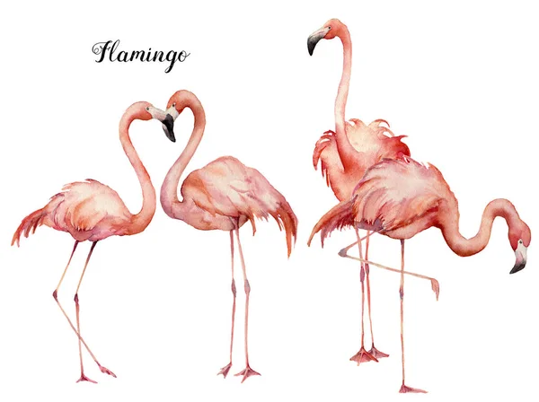 Acuarela rosa grupo flamenco conjunto. Aves exóticas brillantes pintadas a mano aisladas sobre fondo blanco. Ilustración de la vida silvestre para diseño, impresión, tela o fondo . —  Fotos de Stock