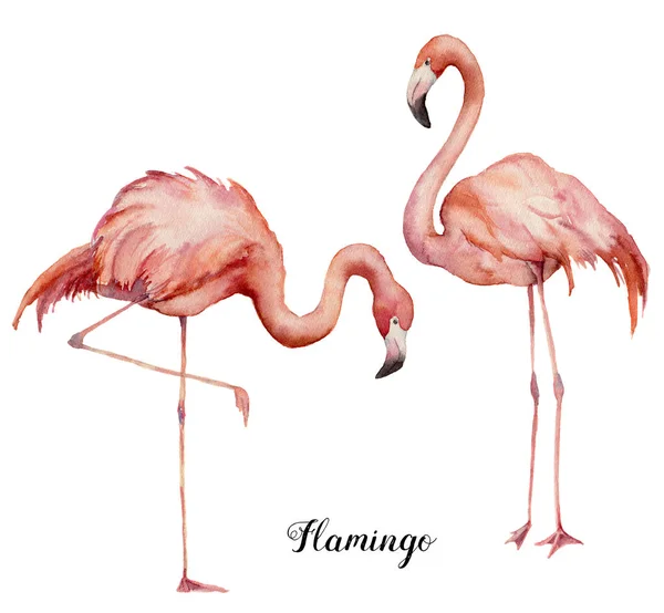Acuarela dos juegos de flamenco rosa. Aves exóticas brillantes pintadas a mano aisladas sobre fondo blanco. Ilustración de la vida silvestre para diseño, impresión, tela o fondo . — Foto de Stock
