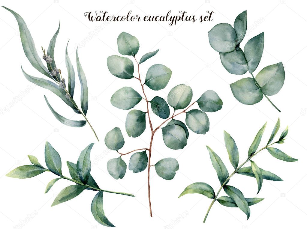 Watercolor eucalyptus big set. Hand painted baby, seeded and silver dollar eucalyptus branch isolated on white background. Floral illustration for design, print, fabric or background.
