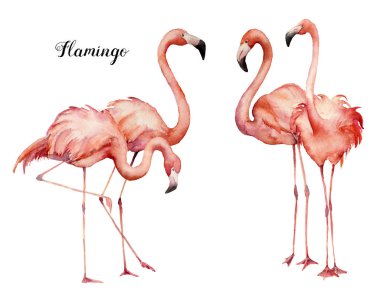 Suluboya dört pembe flamingo grup kümesi. El Beyaz arka plan üzerinde izole parlak egzotik kuşlar boyalı. Yaban hayatı Gösterim amacıyla tasarım, baskı, kumaş veya arka plan.