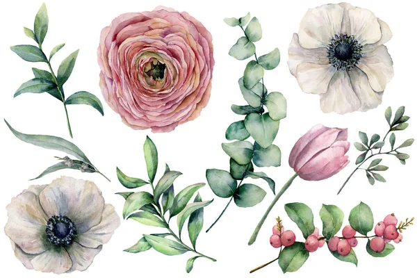 Akvarelové květy s listy eukalyptu. Ručně malované sasanky, ranunkulus, tulipán, bobule a větev izolované na bílém pozadí. Přírodní ilustrace pro design, tisk, tkaninu nebo pozadí. — Stock fotografie