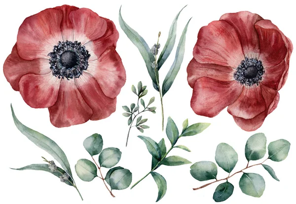 Watercolor anemone and eucalyptus big set. Hand painted red anemone, baby, seeded and silver dollar eucalyptus branch isolated on white background. Floral illustration for design, print, background. — Stock Photo, Image
