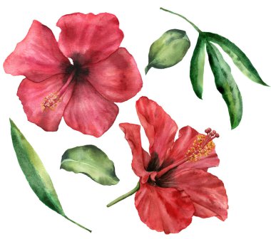Suluboya hibiscus küme. El boyalı kırmızı çiçek ve yeşillik üzerinde izole beyaz arka plan bırakır. Çiçek Gösterim amacıyla tasarım, baskı, kumaş veya arka plan.