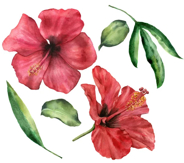 Aquarell Hibiskus Set vorhanden. Hand bemalte rote Blumen und grüne Blätter isoliert auf weißem Hintergrund. Florale Illustration für Design, Druck, Stoff oder Hintergrund. — Stockfoto