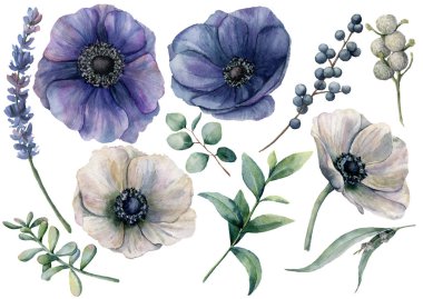 Watercolor white and blue floral set. Hand painted blue and white anemone, brunia berry, eucalyptus leaves, lavender, succulent isolated on white background. Illustration for design, print or fabric. clipart