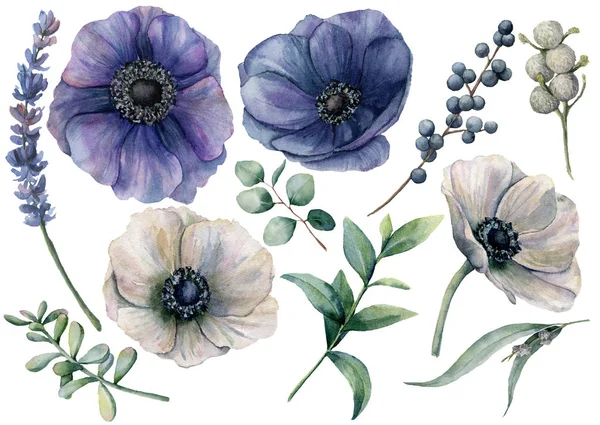 Acquerello set floreale bianco e blu. Anemone bianco e blu dipinto a mano, mora brunia, foglie di eucalipto, lavanda, succulenta isolata su fondo bianco. Illustrazione per design, stampa o tessuto . — Foto Stock