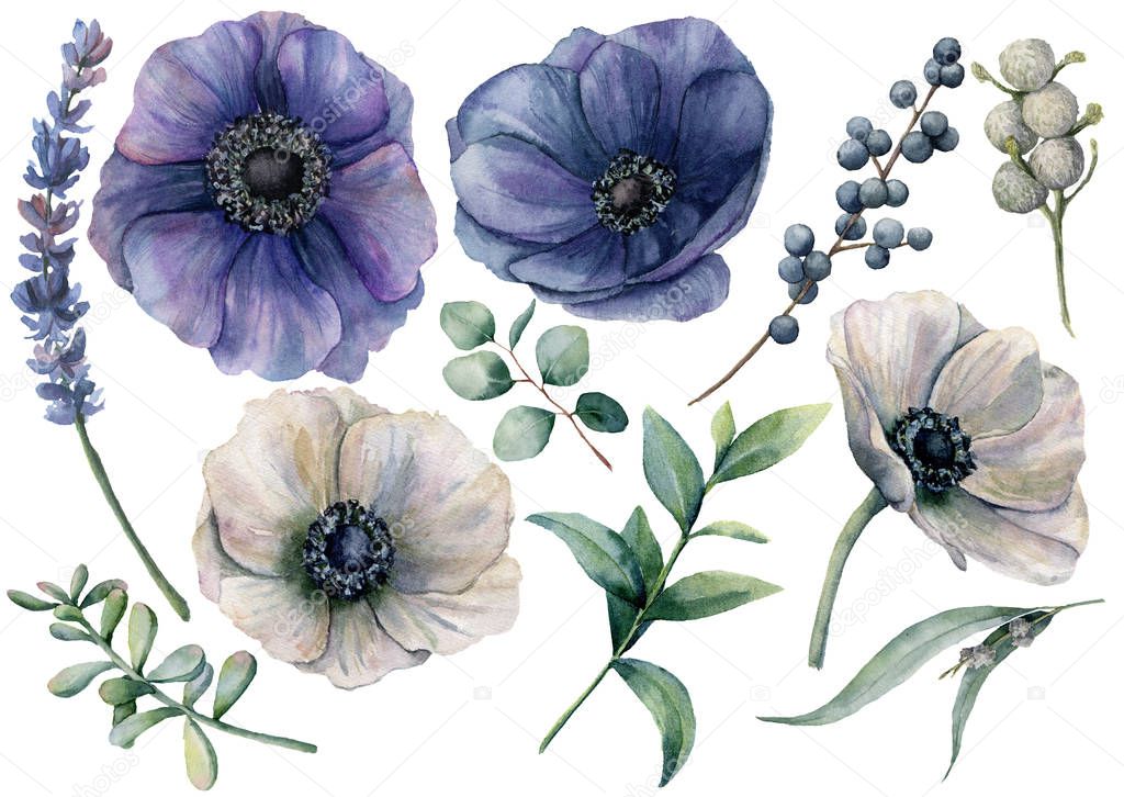 Watercolor white and blue floral set. Hand painted blue and white anemone, brunia berry, eucalyptus leaves, lavender, succulent isolated on white background. Illustration for design, print or fabric.