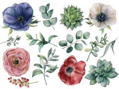 Suluboya okaliptüs, sulu ve Düğünçiçeği çiçek ayarlayın. El boyalı mavi, kırmızı ve beyaz anemone, berry, Okaliptüs yaprakları beyaz arka plan üzerinde izole. Gösterim amacıyla tasarım, yazdırma.