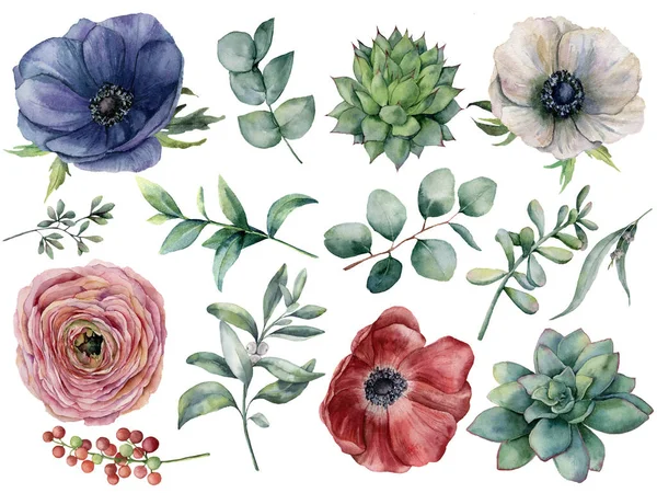 Aquarelle eucalyptus, ensemble floral succulent et ranunculus. Anémone peinte à la main bleue, rouge et blanche, baies, feuilles d'eucalyptus isolées sur fond blanc. Illustration pour le design, impression . — Photo