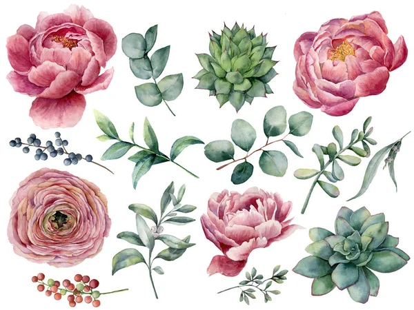 Watercolor peony, succulent and ranunculus floral set. Hand painted red and blue berry, eucalyptus leaves isolated on white background. Illustration for design, print. — Stock Photo, Image