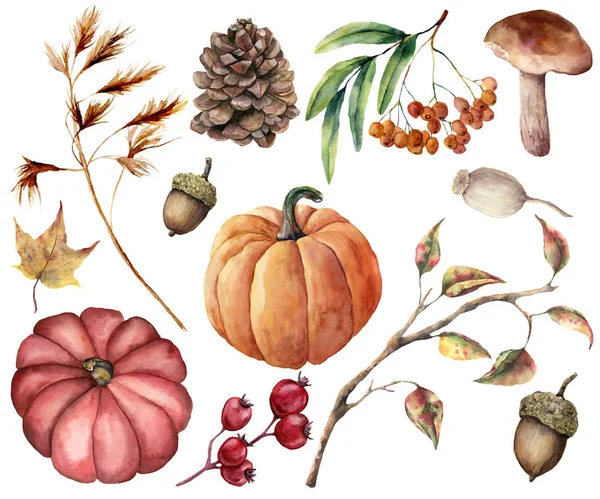 Ορίστε ακουαρέλα φθινόπωρο φυτά. Χειροποίητη κολοκύθες, φύλλα, μανιτάρι, rowan, μήλο, κώνου, βελανίδι που απομονώνονται σε λευκό φόντο. Floral απεικόνιση σχεδιασμού, εκτύπωσης ή φόντο. — Φωτογραφία Αρχείου