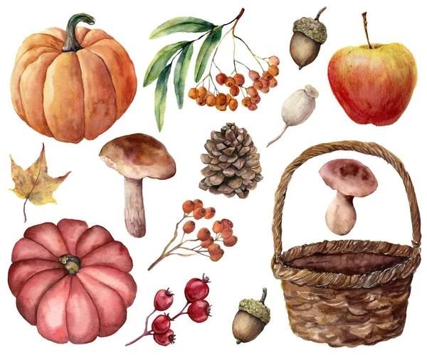 Aquarel herfst oogst helder instellen. Hand geschilderde pompoenen, bladeren, paddenstoelen, rowan, apple, kegel, acorn, geweven mand geïsoleerd op een witte achtergrond. Floral illustratie voor ontwerp of achtergrond. — Stockfoto