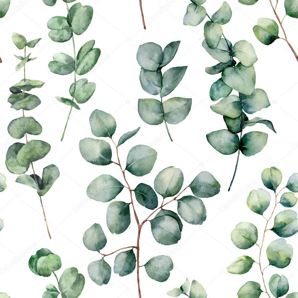 Watercolor pattern with eucalyptus round leaves. Hand painted baby and silver dollar eucalyptus branch isolated on white background. Floral illustration for design, print, fabric or background.