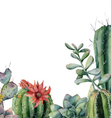 Suluboya kağıdı ile çiçeklenme kaktüsler ve succulents. El egzotik çiçek Yazdır beyaz arka plan üzerinde izole boyalı. Botanik Gösterim amacıyla tasarım veya arka plan.
