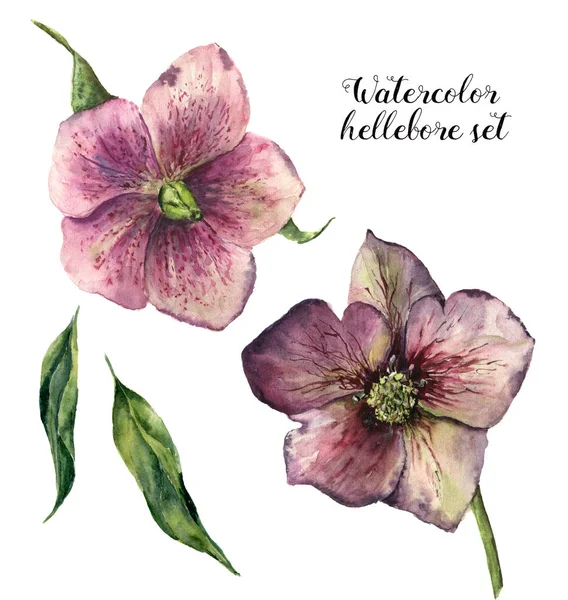 Conjunto de hellebore acuarela. Flores de invierno pintadas a mano y hojas aisladas sobre fondo blanco. Ilustración botánica de rosa navideña para diseño, impresión o tela . — Foto de Stock