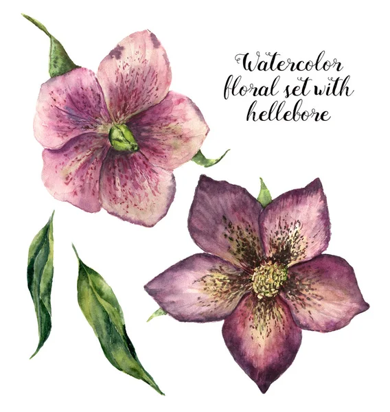 水彩花ヘレボルスと設定。手描きの白い背景に分離された冬の花。デザイン、印刷または布のための植物図. — ストック写真