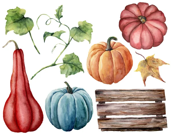 Acuarela con calabazas, caja de madera. Calabazas pintadas a mano de color rojo, azul y naranja con hojas y ramas aisladas sobre fondo blanco. Cosecha de otoño. Ilustración botánica para diseño, impresión . — Foto de Stock