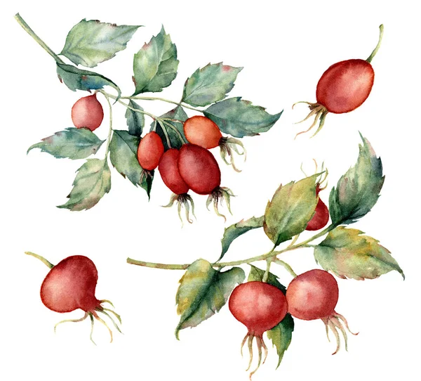 水彩集两个树枝的石楠, 红浆果和绿叶。手绘狗玫瑰和臀部被隔离在白色背景。设计、织物、印刷或背景插图. — 图库照片