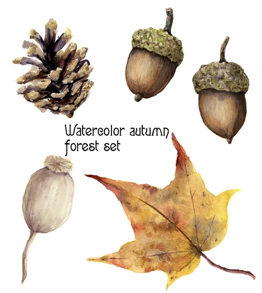 Aquarell Herbstwald Set. handbemalte Tannenzapfen, Eicheln, Beeren und gelbe Blätter isoliert auf weißem Hintergrund. botanische Illustration für Design — Stockfoto