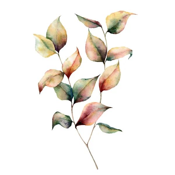 Aquarel herfst boeket van de plant. Handgeschilderde bladeren en tak geïsoleerd op een witte achtergrond. Botanische illustratie voor design. Val afdrukken. — Stockfoto
