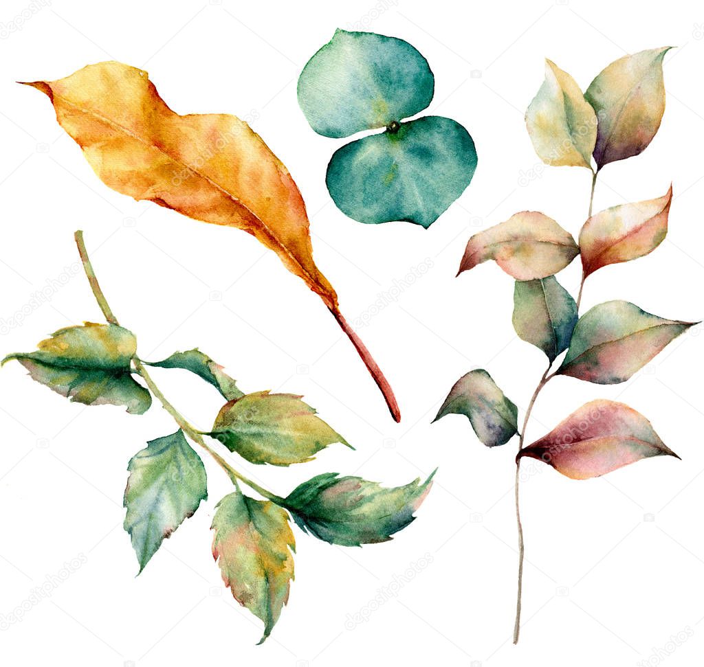 Watercolor set with autumn leaves and grass branch. Hand painted grass and dogrose branch, eucaliptus and yellow leaves isolated on white background. Illustration for design, print or background.