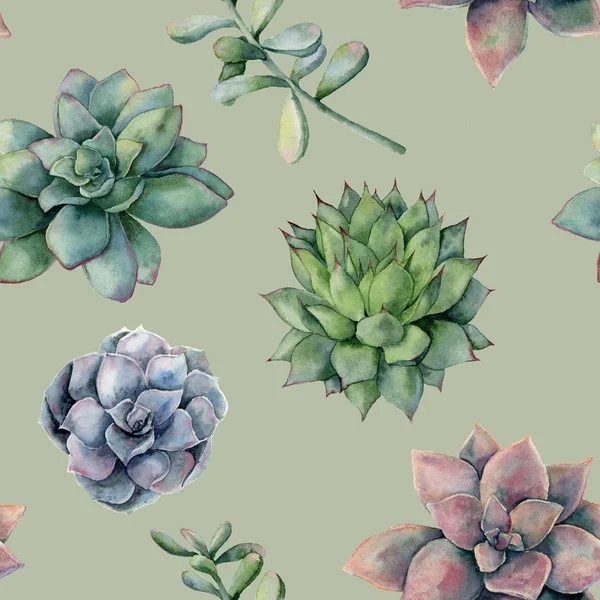 Watercolor pattern with colorful succulents. Hand painted ornament with cactuses isolated on white background. Floral illustration for design, print or background. — Stock Photo, Image