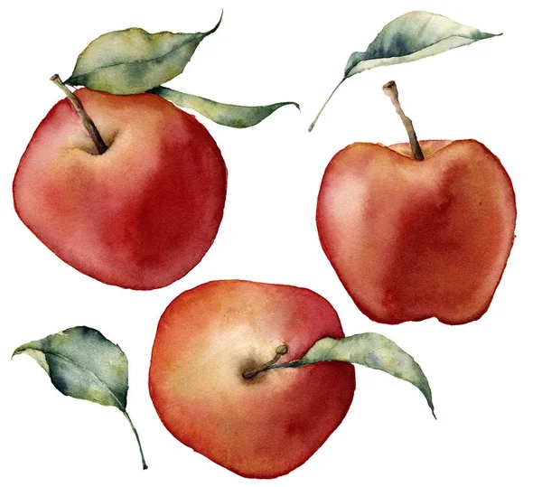 Suluboya elma ile ayarla. Beyaz arka plan üzerinde izole yaprakları ile kırmızı elma el boyalı. Botanik gıda illüstrasyon tasarımı için