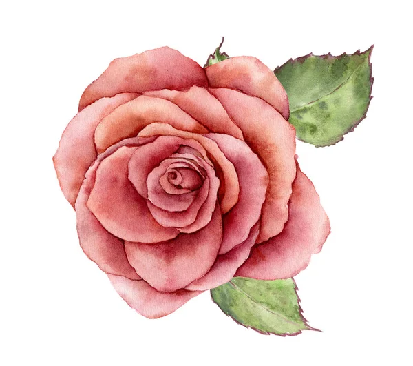 Akvarell fred rose. Handmålade vintage blomma med blad isolerad på vit bakgrund. Botaniska illustration för design, skriva ut eller bakgrund. — Stockfoto