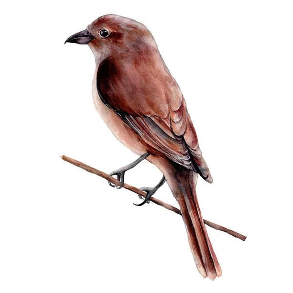 Akvarell flugsnappare. Handmålade blommig illustration med sparrow isolerad på vit bakgrund. För design, print, tyg eller bakgrund. — Stockfoto