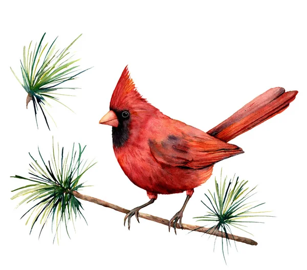 Watercolor bird red cardinal. Hand painted greeting card illustration with bird and branch isolated on white background. For design, print or background. — Stock Photo, Image