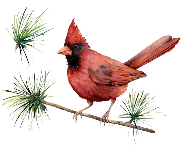 Watercolor bird cardinal. Hand painted greeting card illustration with red bird and branch isolated on white background. For design, print or background. — Stock Photo, Image