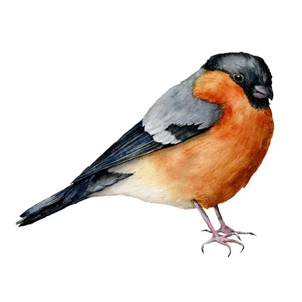Watercolor bullfinch. Hand painted bird isolated on white background. Holiday nature illustration for design, print or background. Christmas clip art — Stock Photo, Image