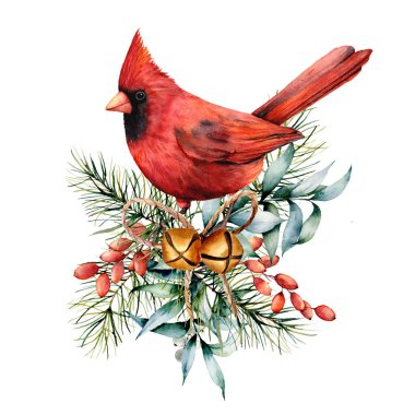 Sulu boya Noel kartı ile kırmızı kardinal ve kış tesisleri. El boyalı kuş çan, holly, kırmızı yay, çilek, köknar ve beyaz arka plan üzerinde izole okaliptüs şube. Tatil sembol tasarımı için.