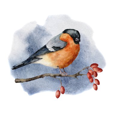 Sulu boya buulfinch ormandaki ağaç dalı üzerinde oturuyor. El ile kuş ve köpek rose çilek beyaz arka plan üzerinde izole kış illüstrasyon boyalı. Tasarımı için yazdırma tatil. Noel kartı.