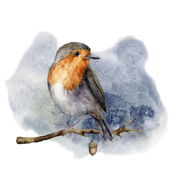 Acuarela robin sentado en la rama del árbol. Ilustración de invierno pintada a mano con pájaro y bellota aislados sobre fondo blanco. Clip art de vacaciones para diseño, impresión o fondo. Tarjeta de Navidad . — Foto de Stock