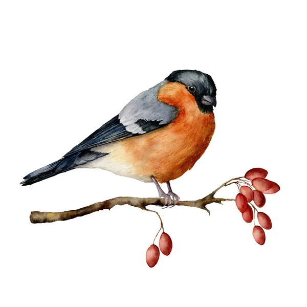 Bullfinch acquerello seduto su ramo d'albero con bacche. Illustrazione invernale dipinta a mano con bacche di rosa canina e uccello isolate su sfondo bianco. Stampa natalizia per design. Biglietto di Natale — Foto Stock