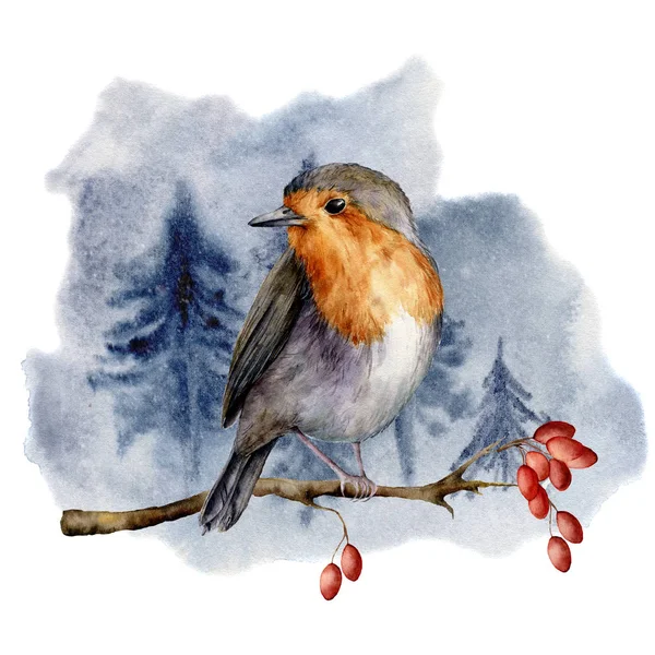 Aquarel robin zittend op de vertakking van de beslissingsstructuur in het bos. Handgeschilderde winter illustratie met vogel en hondsroos bessen geïsoleerd op een witte achtergrond. Vakantie illustraties voor ontwerp, afdrukken. Kerstkaart. — Stockfoto