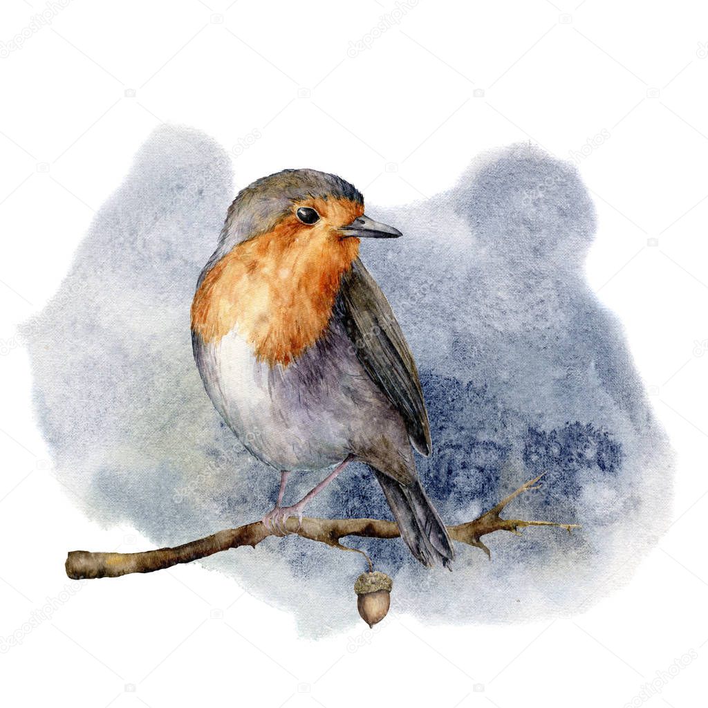 Watercolor robin sitting on tree branch. Hand painted winter illustration with bird  and acorn isolated on white background.  Holiday clip art for design, print or background. Christmas card.