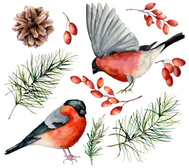 Watercolor bullfinch set. Hand painted birds, winter berries, pine cone and fir branch isolated on white background. Floral illustration for design, print. Holiday symbols. clipart