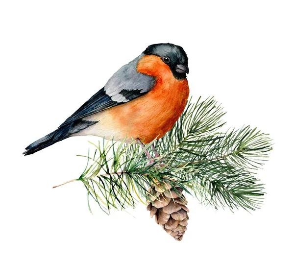 Bullfinch Acquerello Seduto Ramo Albero Con Pigna Illustrazione Invernale Dipinta — Foto Stock