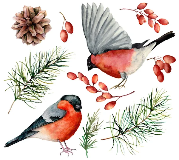 Watercolor bullfinch set. Hand painted birds, winter berries, pine cone and fir branch isolated on white background. Floral illustration for design, print. Holiday symbols. — Stock Photo, Image