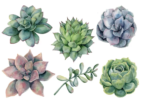 Akvarell succulents beállítása. Kézzel festett zöld, lila, rózsaszín kaktuszok elszigetelt fehér background. Botanikai illusztráció tervezése, nyomtatása. Zöld növények — Stock Fotó