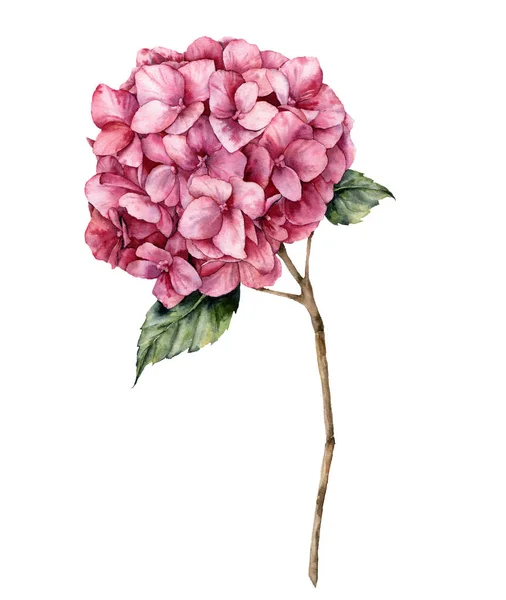 Aquarel Hortensia Hand Geschilderd Roze Bloem Met Bladeren Tak Geïsoleerd — Stockfoto
